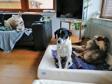 DIMONI, Hund, Mischlingshund in Stadland - Bild 11