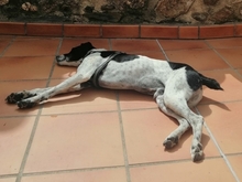 DIMONI, Hund, Mischlingshund in Stadland - Bild 17
