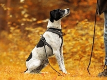 DIMONI, Hund, Mischlingshund in Stadland - Bild 2