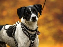 DIMONI, Hund, Mischlingshund in Stadland - Bild 3