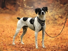 DIMONI, Hund, Mischlingshund in Stadland - Bild 4