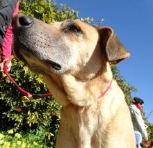 PERSO, Hund, Mischlingshund in Ludwigshafen - Bild 7