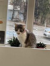 MAGGY, Katze, Hauskatze in Bulgarien - Bild 1
