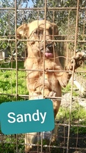 SANDY, Hund, Mischlingshund in Italien - Bild 2