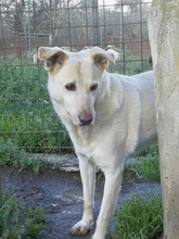 STEWART, Hund, Mischlingshund in Italien - Bild 1