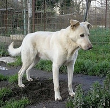STEWART, Hund, Mischlingshund in Italien - Bild 2