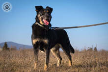 MALNA, Hund, Mischlingshund in Ungarn - Bild 1