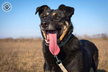 MALNA, Hund, Mischlingshund in Ungarn - Bild 3