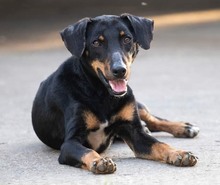 CRNKO, Hund, Mischlingshund in Kroatien - Bild 2