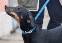 CRNKO, Hund, Mischlingshund in Kroatien - Bild 3