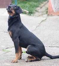 CRNKO, Hund, Mischlingshund in Kroatien - Bild 4