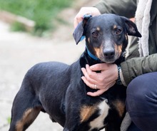 CRNKO, Hund, Mischlingshund in Kroatien - Bild 5