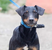 CRNKO, Hund, Mischlingshund in Kroatien - Bild 6