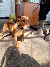 SONJA, Hund, Mischlingshund in Ungarn - Bild 2