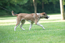 LEIA, Hund, Mischlingshund in Siegen - Bild 10
