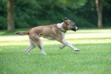 LEIA, Hund, Mischlingshund in Siegen - Bild 11