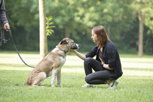 LEIA, Hund, Mischlingshund in Siegen - Bild 12