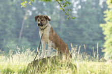 LEIA, Hund, Mischlingshund in Siegen - Bild 13