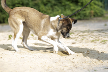 LEIA, Hund, Mischlingshund in Siegen - Bild 16