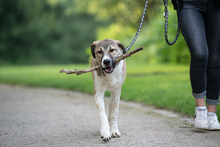 LEIA, Hund, Mischlingshund in Siegen - Bild 2