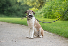 LEIA, Hund, Mischlingshund in Siegen - Bild 3
