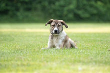 LEIA, Hund, Mischlingshund in Siegen - Bild 8