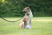 LEIA, Hund, Mischlingshund in Siegen - Bild 9