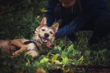 ANOUK, Hund, Mischlingshund in Freiburg - Bild 16