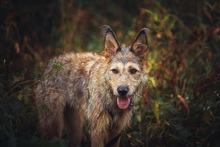 ANOUK, Hund, Mischlingshund in Freiburg - Bild 18