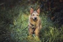 ANOUK, Hund, Mischlingshund in Freiburg - Bild 8
