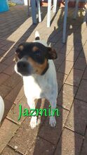 JAZMIN, Hund, Ratonero Bodeguero Andaluz in Braunshorn - Bild 10