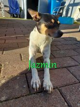 JAZMIN, Hund, Ratonero Bodeguero Andaluz in Braunshorn - Bild 6