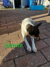 JAZMIN, Hund, Ratonero Bodeguero Andaluz in Braunshorn - Bild 7