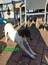 JAZMIN, Hund, Ratonero Bodeguero Andaluz in Braunshorn - Bild 8