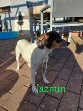 JAZMIN, Hund, Ratonero Bodeguero Andaluz in Braunshorn - Bild 9