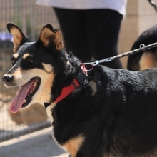 KIRA, Hund, Mischlingshund in Spanien - Bild 10