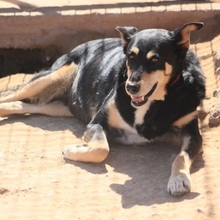KIRA, Hund, Mischlingshund in Spanien - Bild 13