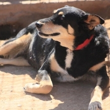 KIRA, Hund, Mischlingshund in Spanien - Bild 14