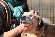 DENIS, Hund, Deutscher Schäferhund-Mix in Spanien - Bild 4