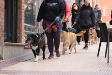 ZEUS, Hund, Mischlingshund in Spanien - Bild 14