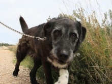 ZEUS, Hund, Mischlingshund in Spanien - Bild 19