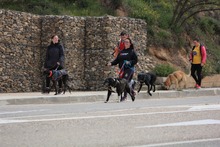 ZEUS, Hund, Mischlingshund in Spanien - Bild 3