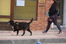 ZEUS, Hund, Mischlingshund in Spanien - Bild 4
