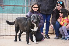 ZEUS, Hund, Mischlingshund in Spanien - Bild 6