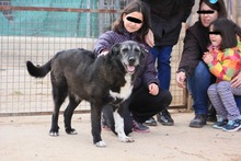 ZEUS, Hund, Mischlingshund in Spanien - Bild 8