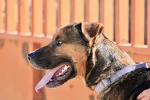 GUNTER, Hund, Mischlingshund in Spanien - Bild 1