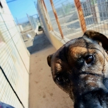GUNTER, Hund, Mischlingshund in Spanien - Bild 10