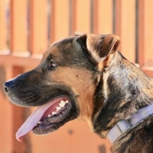GUNTER, Hund, Mischlingshund in Spanien - Bild 11
