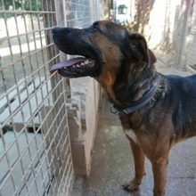 GUNTER, Hund, Mischlingshund in Spanien - Bild 13