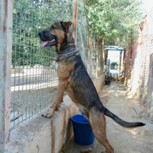 GUNTER, Hund, Mischlingshund in Spanien - Bild 15